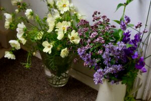 Flowers for show Flowers in jugs