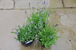 Lavender melissa lilac