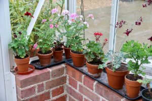 Pelargoniums in pots