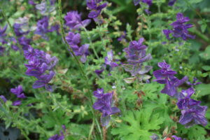 blue flowers for the garden Salvia viridis Blue Monday