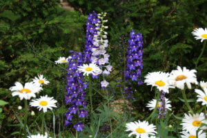 Blue flowers for the garden Delphinium Chelsea Star