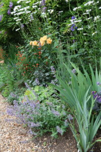 blue flowers for the garden Nepeta grandiflora summer magic