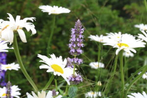 blue flowers for the garden Agastache Black Adder