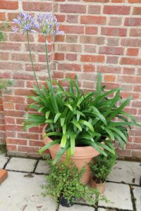 Agapanthus in pot