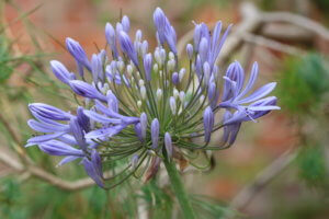 blue flowers for the garden agapanthus flower