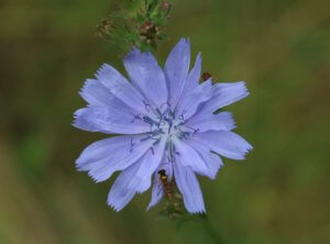 blue flowers for the garden Chicory flower