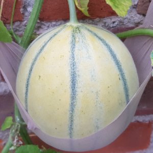 Melon Alvaro F1 Melon Alvaro F1