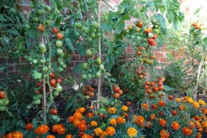 Tomato outdoor girl