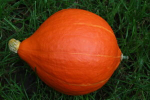 Squash Red Kuri Squash Red Kuri
