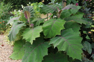 exotic plants solanum quitoense