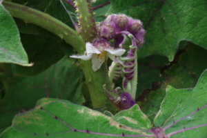 solanum quitoense