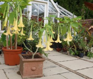 Exotic plants angels trumpets Brugmansia Charles Grimaldi