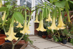 Brugmansia Charles Grimaldi