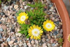 Delosperma Jewel of the Desert Peridot Delosperma Jewel of the Desert Peridot