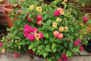 Lantana camara Lantana camara