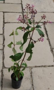 Fuchsia arborescens