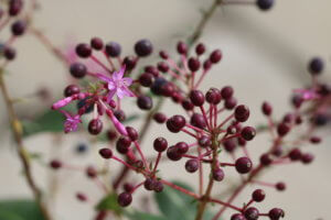 exotic plants Fuchsia arborescens