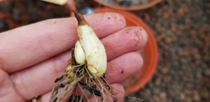 erythronium dens canis tubur erythronium dens canis tubur