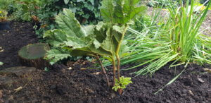 woodland plants