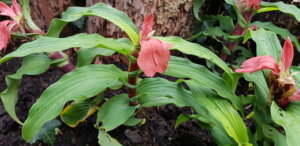 woodland plants Roscoea red gurkha