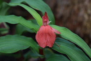 Roscoea red gurkha