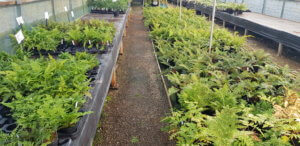 Ferns at fibrex nursery