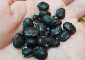 Magnolia seeds
