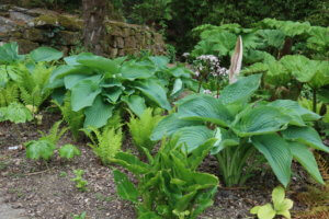 Ferns and hostas at Borde Hill Gardens
