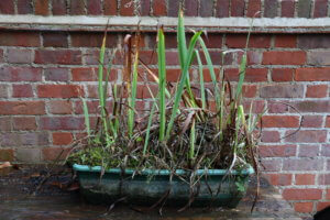 Pond marginals - Iris