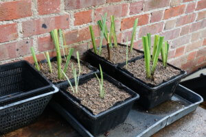 Pond marginals - Iris