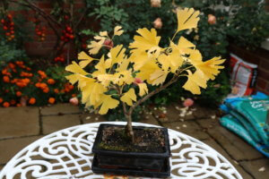 Ginkgo bonsai Ginkgo bonsai