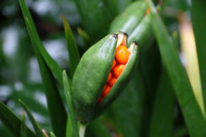 iris foetidissima seedhead
