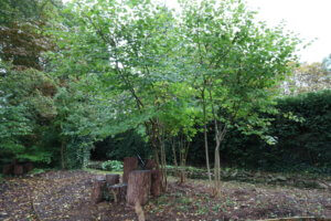 multi-stemmed corylus avellana