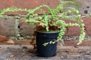 Athyrium filix-ferita 'frizelliae' Athyrium filix-ferita 'frizelliae'