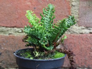 Dryopteris affinis crispa gracilis congesta Dryopteris affinis crispa gracilis congesta