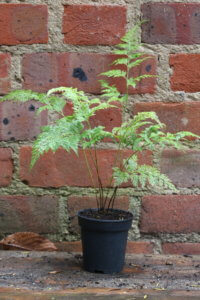 Onychium japonicum Onychium japonicum