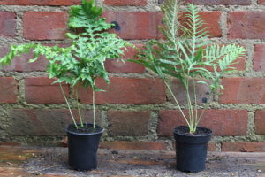 polypodium cambricum