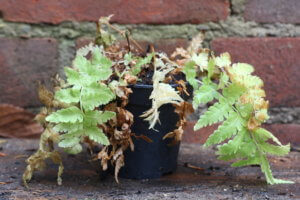 ferns for woodland gardens matteuccia struthiopteris