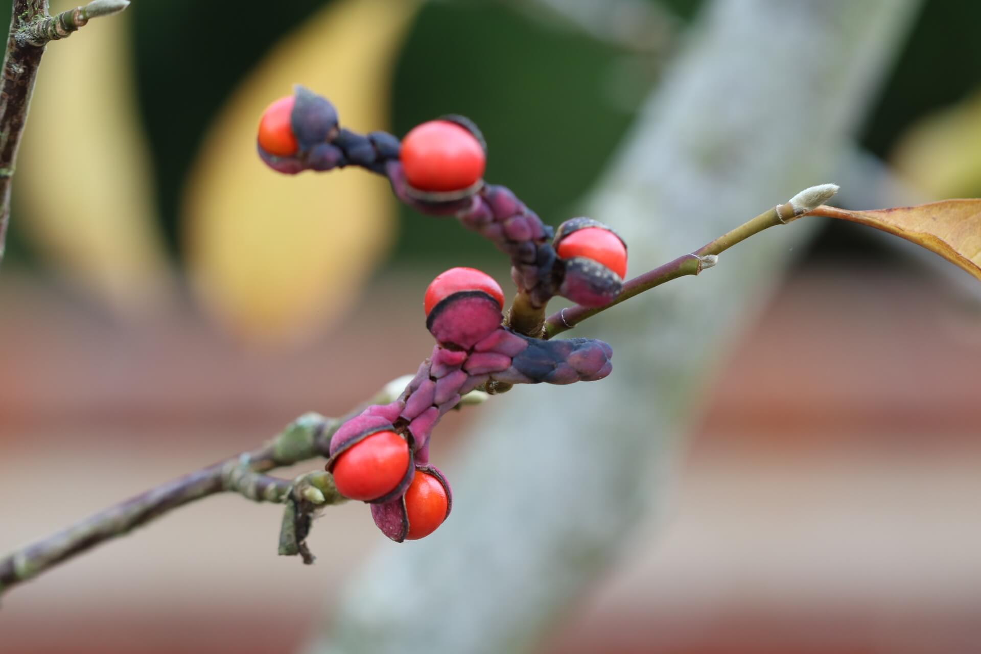 Growing Magnolia from seed - The Tea Break Gardener