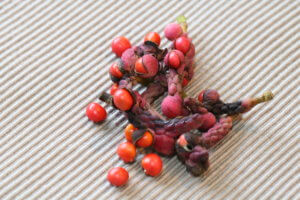 Magnolia from seed Magnolia kobus fruit
