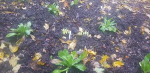 Primula wilsonii var. wilsonii Primula wilsonii var. wilsonii