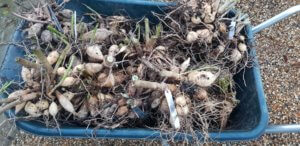 overwintering dahlias Dahlia tuburs dug up for winter