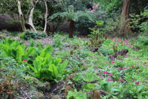 Woodland area at Leonardslee Gardens with gunnera and bog primula.