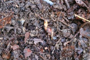 Sanguinaria canadensis root Sanguinaria canadensis root