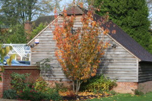 Prunus kanzam