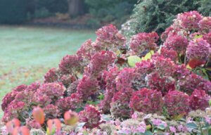 plants for autumn colour Mop head hydrangea in autumn