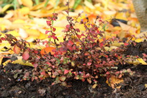 Plants for autumn colour Ceratostigma griffithii