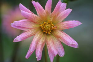 dahlia bright eyes