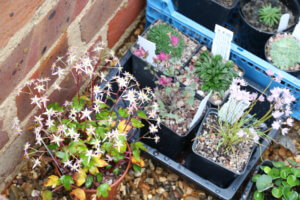 Alpine plants Alpine plants