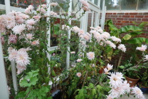 Chrysanthemum Avignon Pink